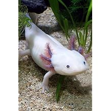 Axolotl - Mexican Salamander (Ambystoma Mexicanum) Journal: 150 page lined notebook/diary Paperback July 5, 2016